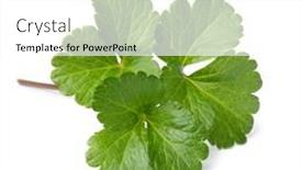  Presentation with plant - PPT theme with twig-of-scots-lovage-plant and a white colored foreground