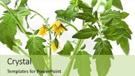  Presentation with tomato plant - Cool new PPT theme with twig of tomato plant flowering backdrop and a yellow colored foreground