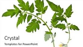  Presentation with tomato plant - PPT theme featuring twig of tomato plant background and a white colored foreground