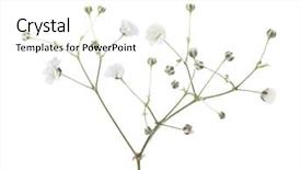  Presentation with white flowers of jasmine - Colorful presentation design enhanced with twig with flowers of gypsophila backdrop and a cream colored foreground