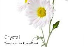  Presentation with chrysanthemum - Beautiful slide deck featuring twig-with-three-flowers backdrop and a white colored foreground