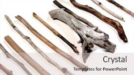  Presentation with white sea urchin - Presentation design featuring twigs polished by the sea background and a  colored foreground