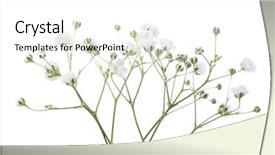  Presentation with white flowers - Slide deck with twigs with flowers of gypsophila background and a white colored foreground