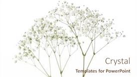  Presentation with breath - Cool new PPT layouts with twigs-with-small-white-flowers backdrop and a cream colored foreground