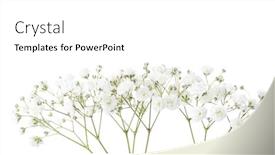  Presentation with breath - Presentation design having twigs-with-small-white-flowers background and a white colored foreground