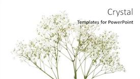  Presentation with breath - Slide set enhanced with twigs-with-small-white-flowers background and a white colored foreground
