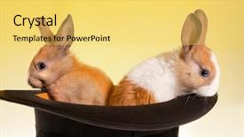  Presentation with top hat - PPT layouts having twin baby rabbits background and a yellow colored foreground
