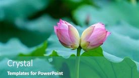  Presentation with lotus flower - Audience pleasing slide set consisting of twin-lotus-flower-bud-collecting backdrop and a teal colored foreground