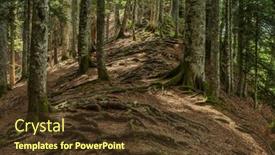  Presentation with trees - Presentation theme having twisted-exposed-gnarled-roots background and a tawny brown colored foreground