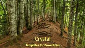  Presentation with trees - PPT theme consisting of twisted-exposed-gnarled-roots background and a tawny brown colored foreground