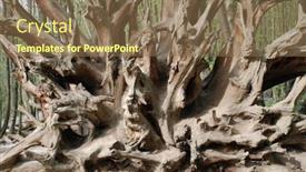  Presentation with tree roots - Audience pleasing slides consisting of twisted-exposed-roots backdrop and a violet colored foreground