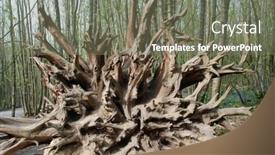  Presentation with tree roots - Theme featuring twisted-exposed-roots background and a gray colored foreground