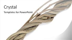  Presentation with tree roots - Slides featuring twisted roots isolated background and a white colored foreground