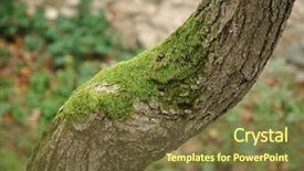  Presentation with growing tree - Audience pleasing PPT layouts consisting of twisted tree trunk with moss backdrop and a tawny brown colored foreground