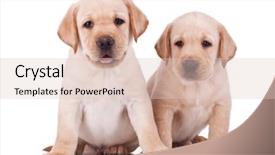  Presentation with contemporary world two columns - Cool new PPT theme with two adorable little labrador retriever backdrop and a lemonade colored foreground