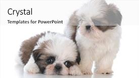  Presentation with puppy - Audience pleasing PPT layouts consisting of two adorable shih tzu puppy backdrop and a white colored foreground