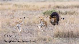 Presentation with male lion - Colorful theme enhanced with two-adult-lionesses-being-followed backdrop and a light gray colored foreground