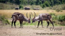  Presentation with battle - Slides having two-adult-male-defassa-watebucks background and a mint green colored foreground