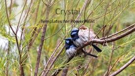  Presentation with fairy - Presentation design enhanced with two-adult-males background and a yellow colored foreground