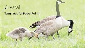  Presentation with geese - Audience pleasing slide deck consisting of two-adult-wild-canada-geese backdrop and a soft green colored foreground