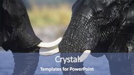  Presentation with elephants - PPT theme featuring two african elephants loxodonta africana bathing at waterhole background and a ocean colored foreground