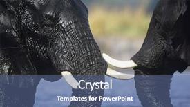  Presentation with elephants - Audience pleasing presentation theme consisting of two african elephants loxodonta africana bathing at waterhole backdrop and a ocean colored foreground