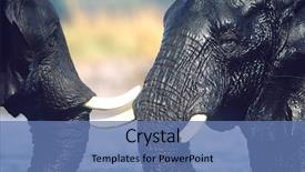  Presentation with elephants - Beautiful PPT theme featuring two african elephants loxodonta africana backdrop and a teal colored foreground