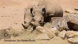  Presentation with safari - Amazing slide set having two african wildlife safari rhinoceros backdrop and a coral colored foreground