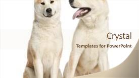  Presentation with old - PPT theme featuring two-akita-inus-sitting background and a lemonade colored foreground