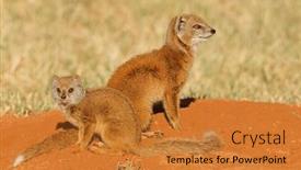  Presentation with south africa - Slide deck featuring two-alert-yellow-mongoose-cynictus and a gold colored foreground