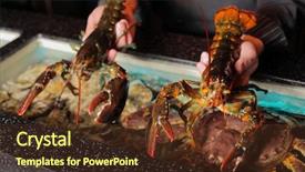  Presentation with alive - Slide set with two alive marine cancers background and a tawny brown colored foreground