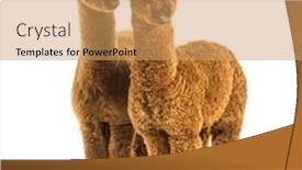  Presentation with lama - PPT theme enhanced with two-alpacas-light-and-dark background and a yellow colored foreground
