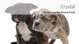  Presentation with standing sitting - Beautiful theme featuring two amstaff puppies looking upwards mystified with their mouths closed while sitting and standing on white studio background backdrop and a white colored foreground