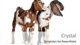  Presentation with white - Presentation theme enhanced with two-anglo-nubian-goats-isolated background and a white colored foreground