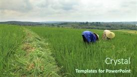  Presentation with rice field - Beautiful PPT layouts featuring two-anonymous-workers-working backdrop and a tawny brown colored foreground