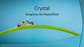  Presentation with ants - Amazing slide set having two ants running backdrop and a light blue colored foreground