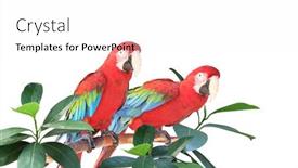  Presentation with parrots - Cool new PPT layouts with two-ara-parrots-scarlet-macaw backdrop and a white colored foreground