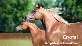  Presentation with freedom - Beautiful PPT theme featuring two arabian horses running freedom backdrop and a coral colored foreground