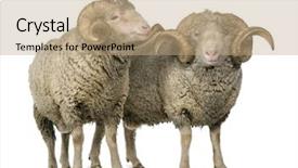  Presentation with sheep - Audience pleasing theme consisting of two arles merino sheep rams backdrop and a coral colored foreground