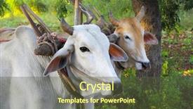  Presentation with bakground - PPT layouts having two asian oxen close-up background and a tawny brown colored foreground