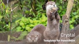  Presentation with green foliage - Amazing theme having two-attentive-oriental-small-clawed backdrop and a gray colored foreground