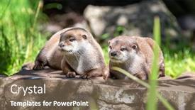  Presentation with stone - Amazing PPT layouts having two-attentive-oriental-small-clawed backdrop and a violet colored foreground
