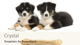  Presentation with bone - Theme with two australian shepherd puppies 2 months old lying and looking at knuckle bone against white background background and a lemonade colored foreground