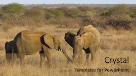  Presentation with elephants - Theme featuring two-baby-african-elephants-playing background and a coral colored foreground