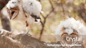  Presentation with chicks - PPT theme with two baby african grass owl background and a coral colored foreground