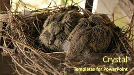  Presentation with birds - Amazing presentation theme having two-baby-birds backdrop and a tawny brown colored foreground