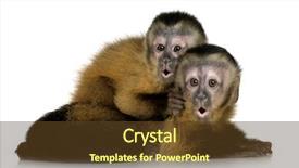  Presentation with monkey - Presentation enhanced with two baby capuchins 3 months background and a tawny brown colored foreground