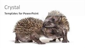  Presentation with two cute sisters playing - Presentation theme featuring two-baby-european-hedgehog-playing background and a white colored foreground