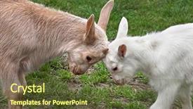  Presentation with fight - Cool new slide deck with two baby goats backdrop and a tawny brown colored foreground