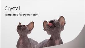  Presentation with dog and cat on computer - Beautiful slides featuring two bald cat sphinx sphynx backdrop and a white colored foreground